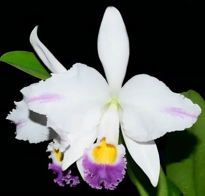 Cattleya  mendelii f.coerulea