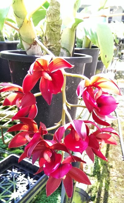 Cyc.Wine Delight