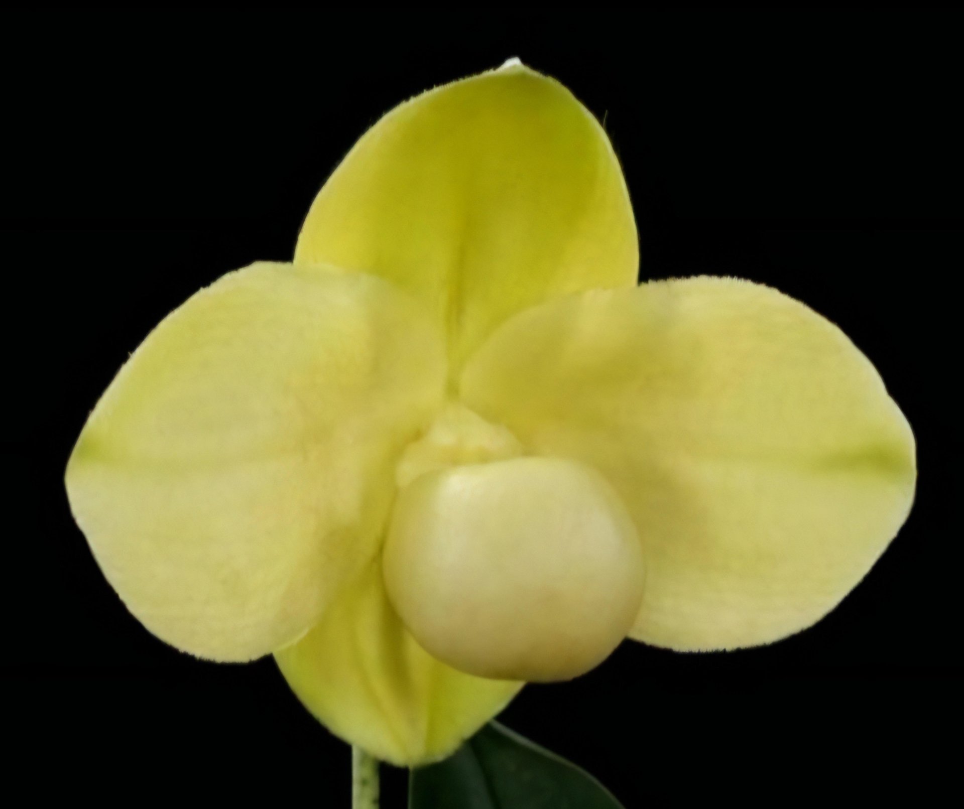 Paph.hangianum fam.album'Mr.Kang'x self