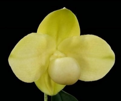Paph.hangianum fam.album'Mr.Kang'x self