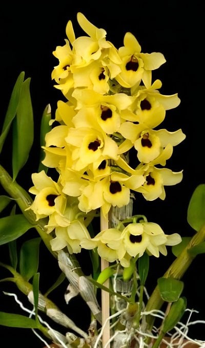 Den.Yellow Magic'Festival'(Meri clone)