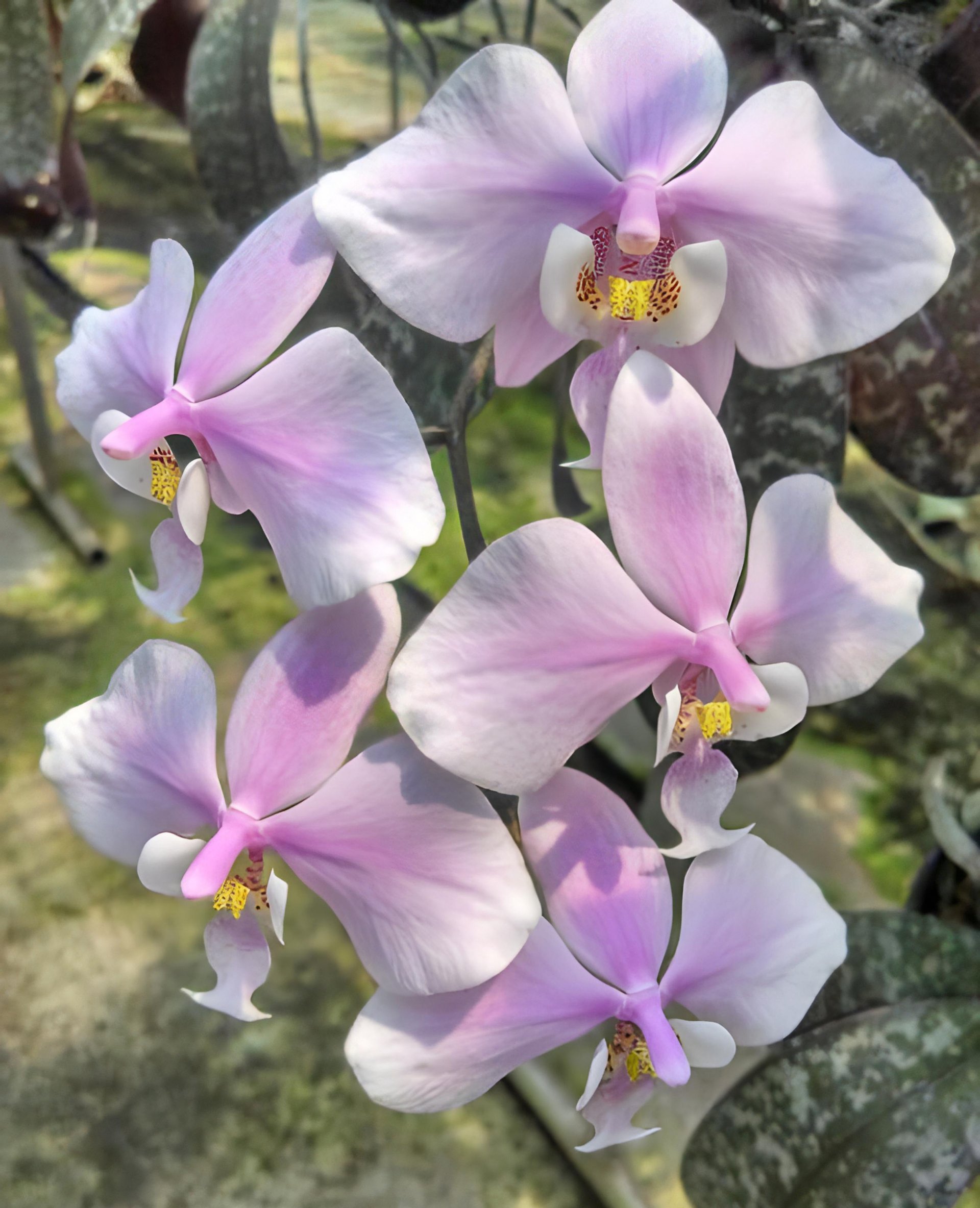 Phal.schilleriaua (Lupas)