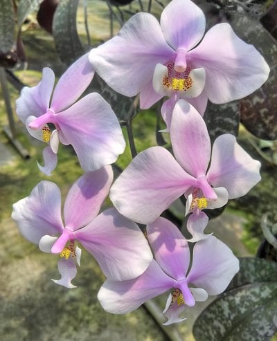 Phal.schilleriaua (Lupas)