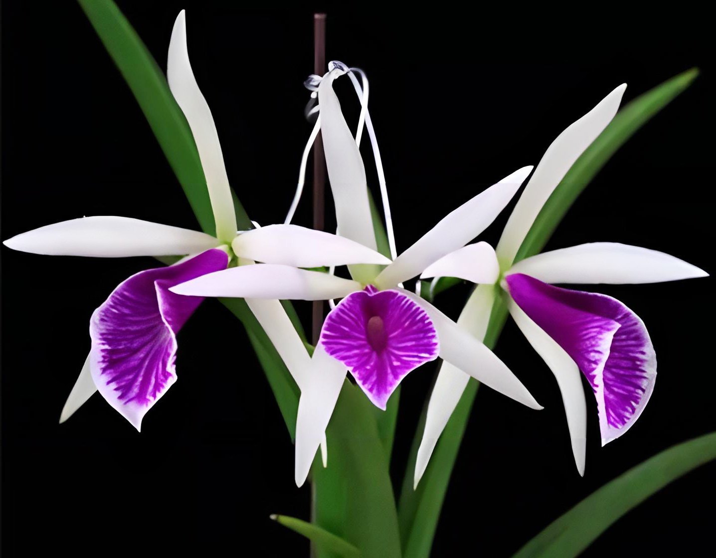 Brassocattleya Clear Stars 'Like Triangle'