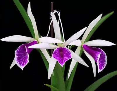 Brassocattleya Clear Stars 'Like Triangle'