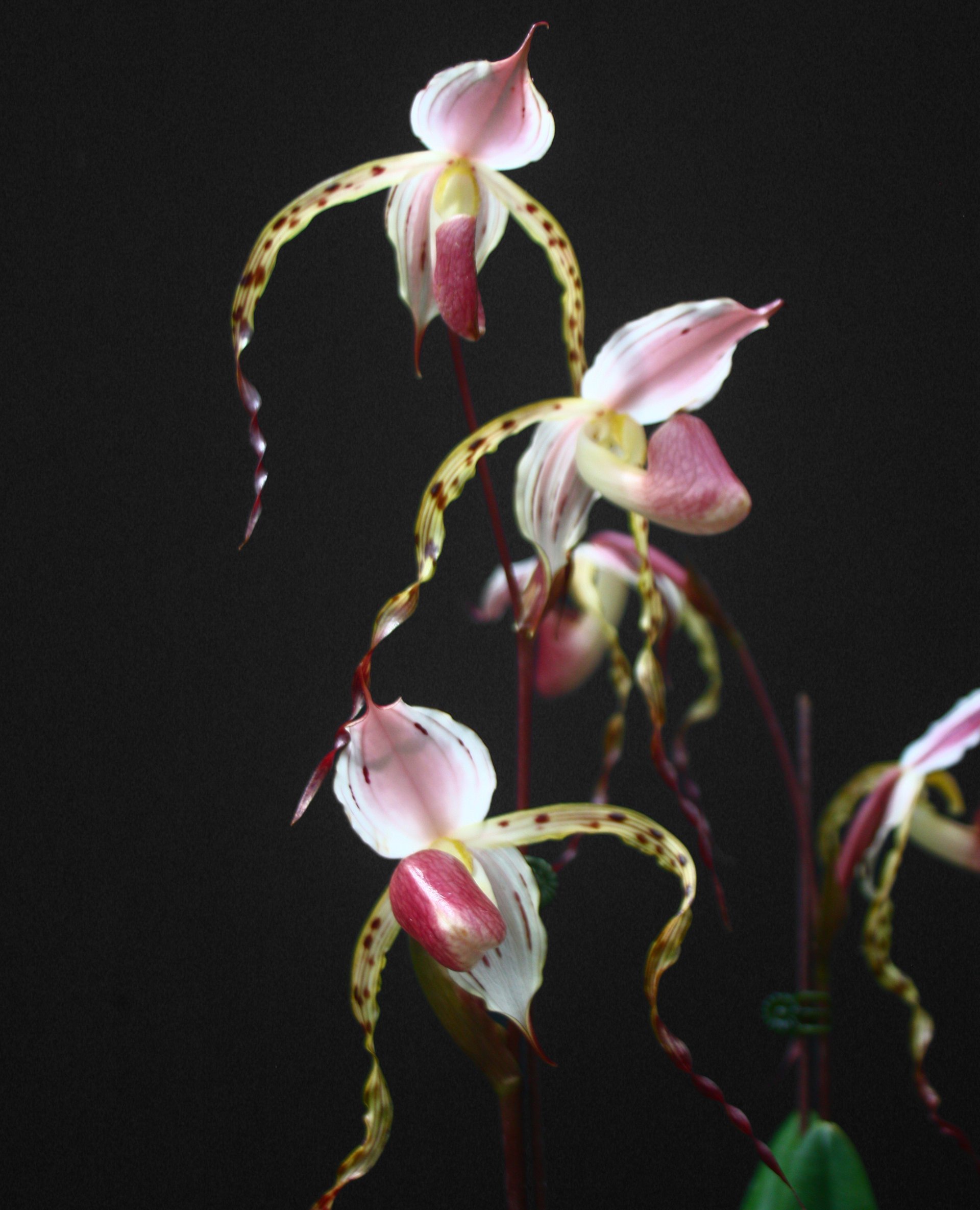 Paph.stonei x self