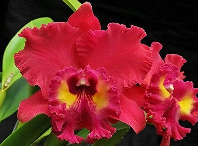 Laeliocattleya  Tainan City 'General' AM/AOS