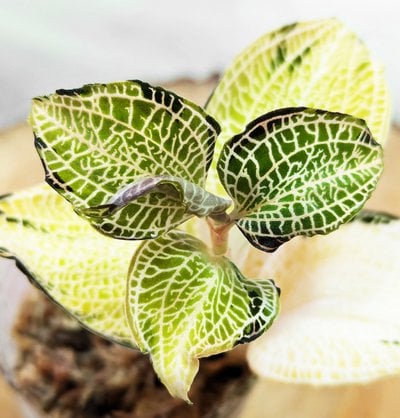 Anoectochilus roxburghii 'Gold VeinType' (heavy variegated)