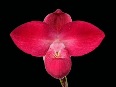 (Phragmipedium UDA x self) (10 plants in)