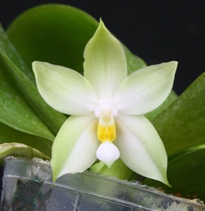 Phal.Samera v.alba x sib