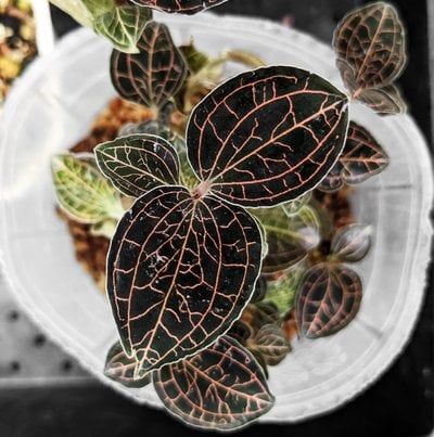 Anoectochilus roxburghii hayata 'large leaves'