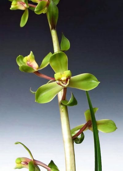 Cymbidium faberi"Chéng Méi" (MC)