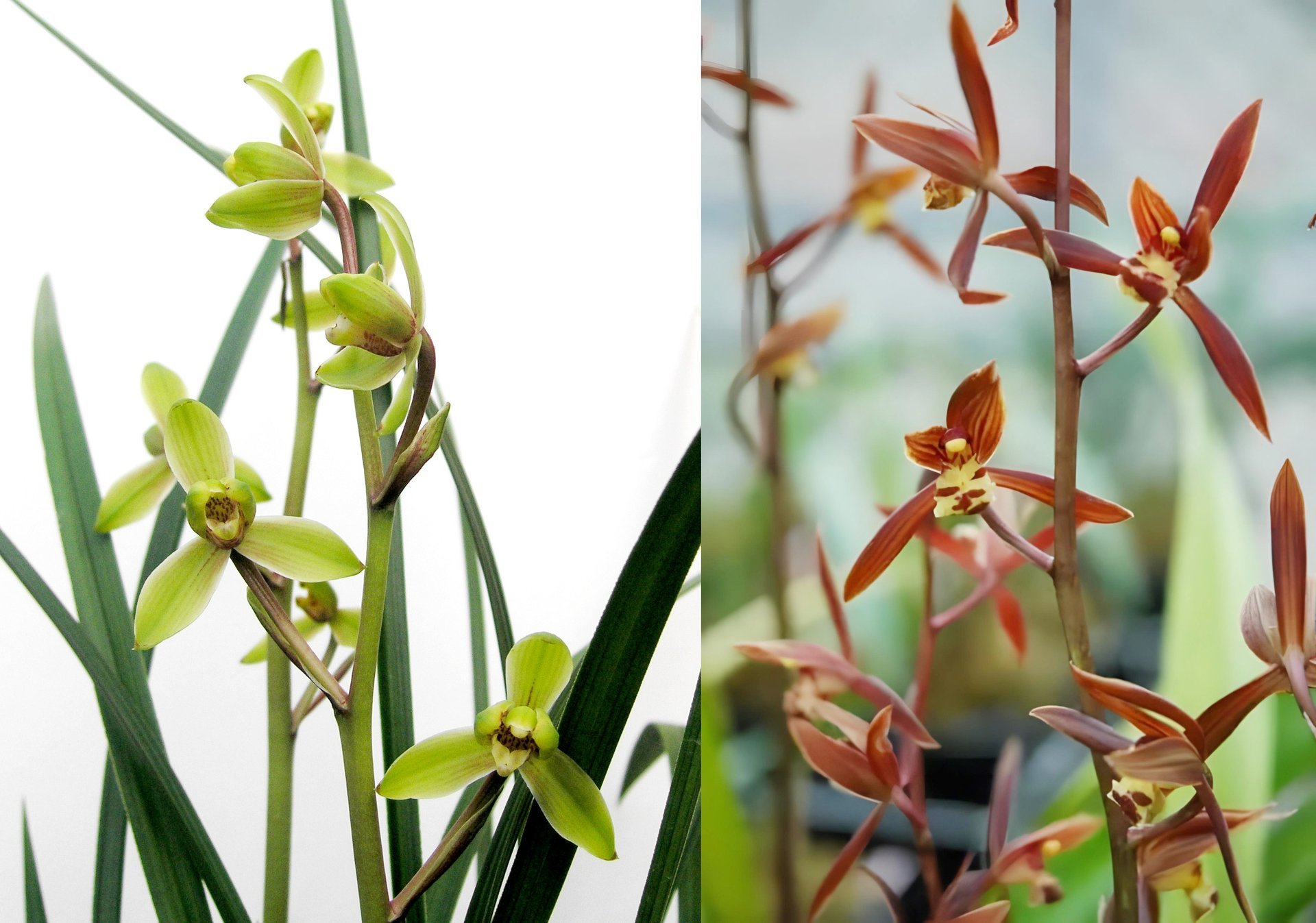 Cym.kanran'Han Hsiang Mei ' x  Cym. sinense'Chin Hua Shan' 3
