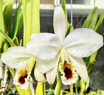 Cattleya percivaliana x sib (alba x coerulea)