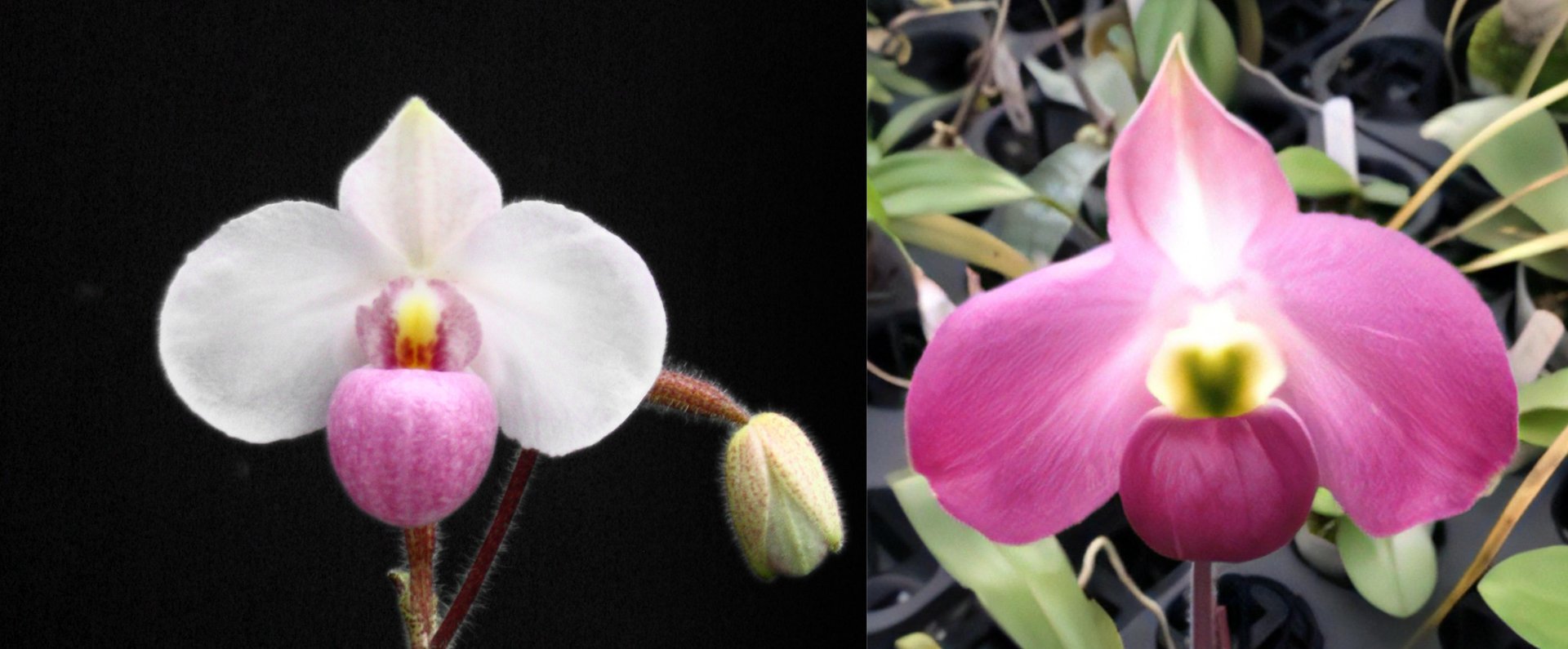 Paph. delenatii 'Favorlang Pinky' x vietnamese 'Favorlang Cherry' 3