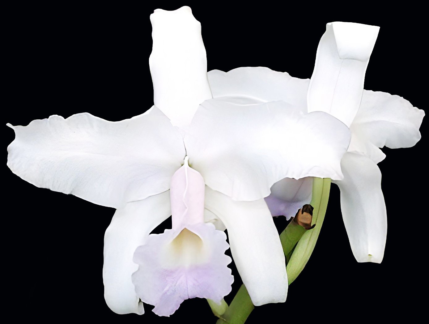 C.lawrenceana tipo x C.lawrenceana var alba 2