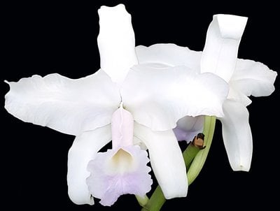C.lawrenceana tipo x C.lawrenceana var alba