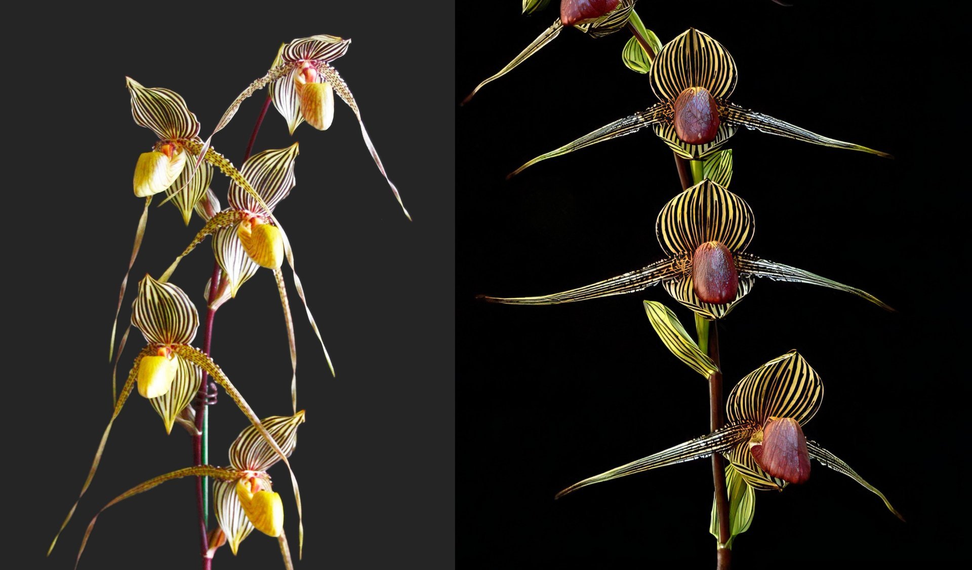 Paph.Saint Swithin X Paph.rothschildianum 3