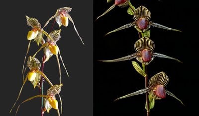Paph.Saint Swithin X Paph.rothschildianum