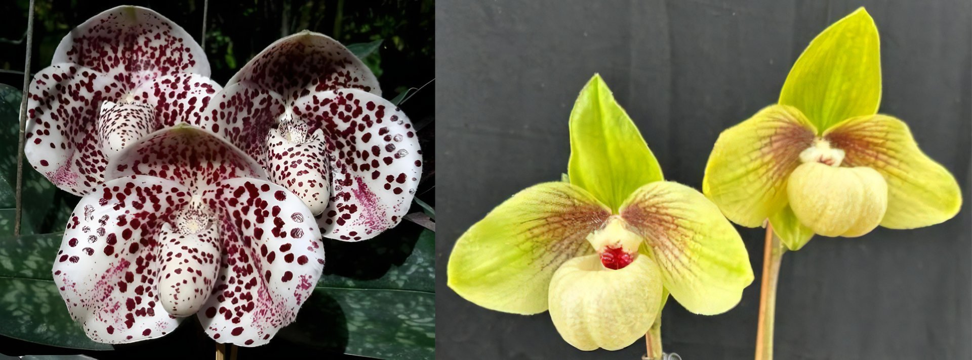 Paph.bellutlum  x Paph.Shun Fa Golden 3