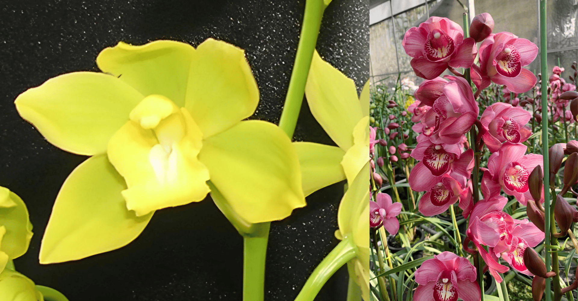 Cym.Yi-Ying Golden Dragon x Cym.All Star 3