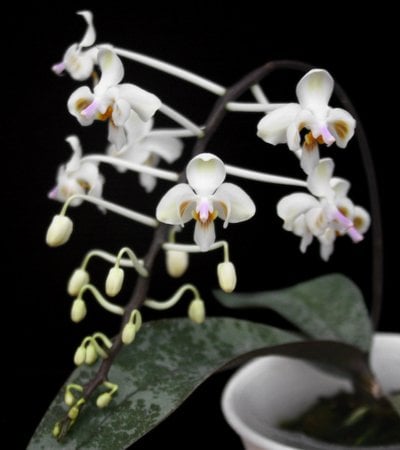 Phal.celebensis