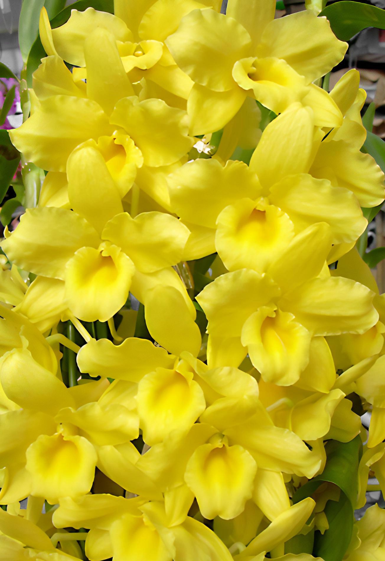 Den.Okayama Gold "Harmony" (Meri clone) 2