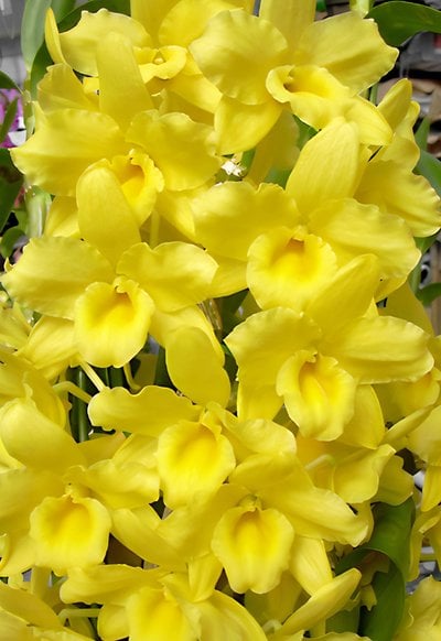 Den.Okayama Gold "Harmony" (Meri clone)