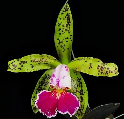 C. schilleriana  fma.  semi-alba‘Queen Emeraldas’ AM/AOS (MC)