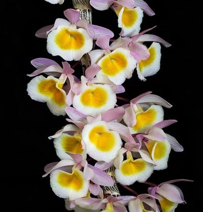 Den. primulinum x sib