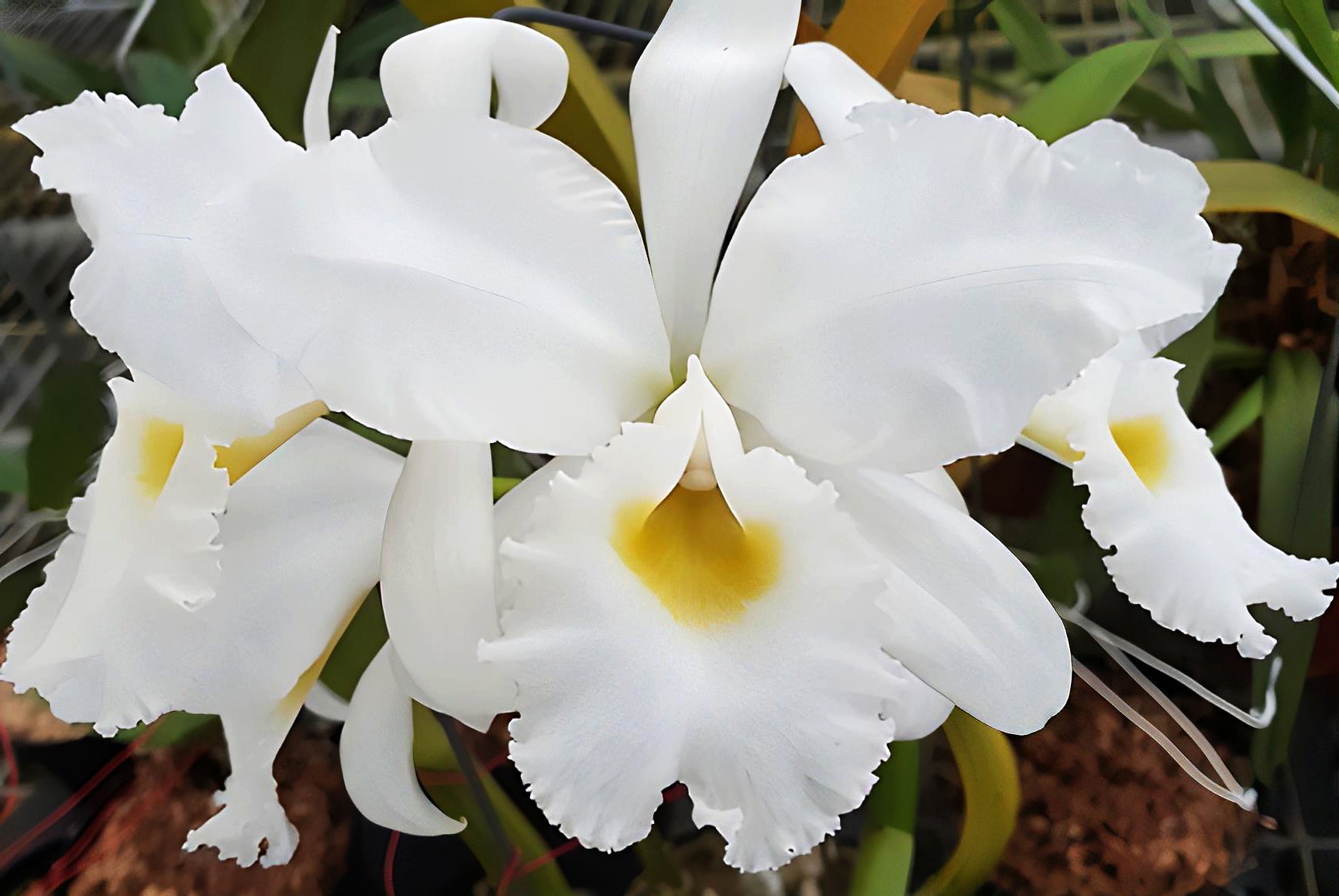 C. warscewiczii var. alba (big lip,easy bloom) x self