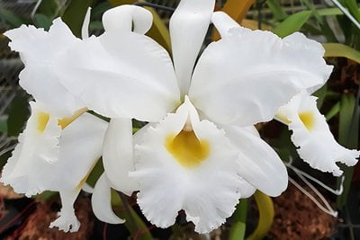 C. warscewiczii var. alba (big lip,easy bloom) x self