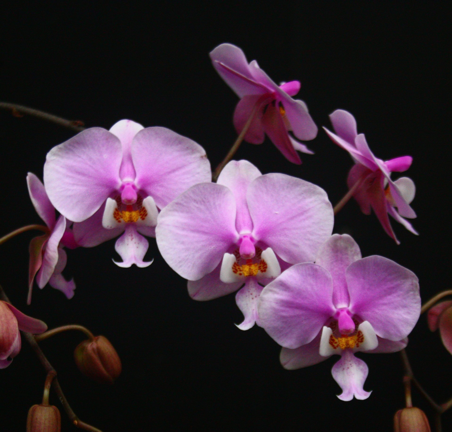 Phal.schilleriana 'Pink Butterfly' AM/AOS (MC)