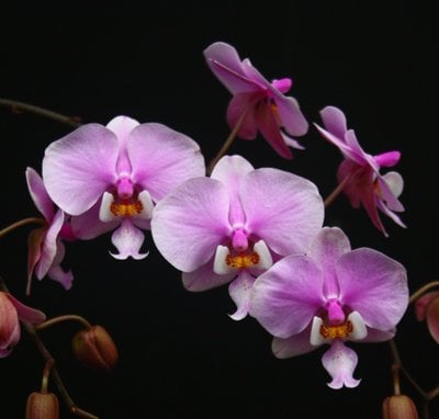 Phal.schilleriana 'Pink Butterfly' AM/AOS (MC)