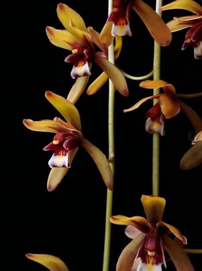 Cym.finlaysonianum × sib