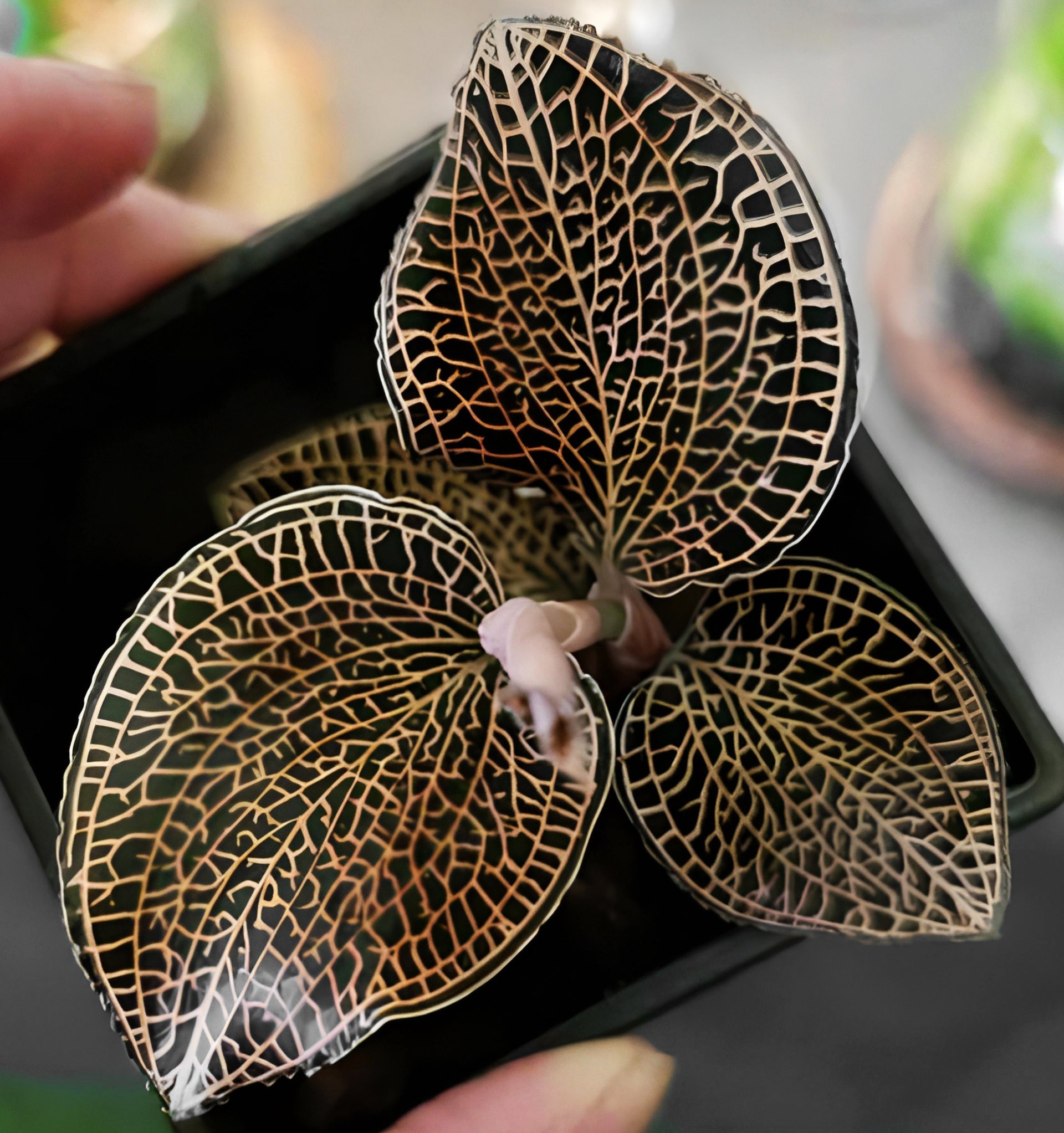 Anoectochilus roxburghii x Anoectochilus cv. ex Ukraine