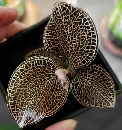 Anoectochilus roxburghii x Anoectochilus cv. ex Ukraine