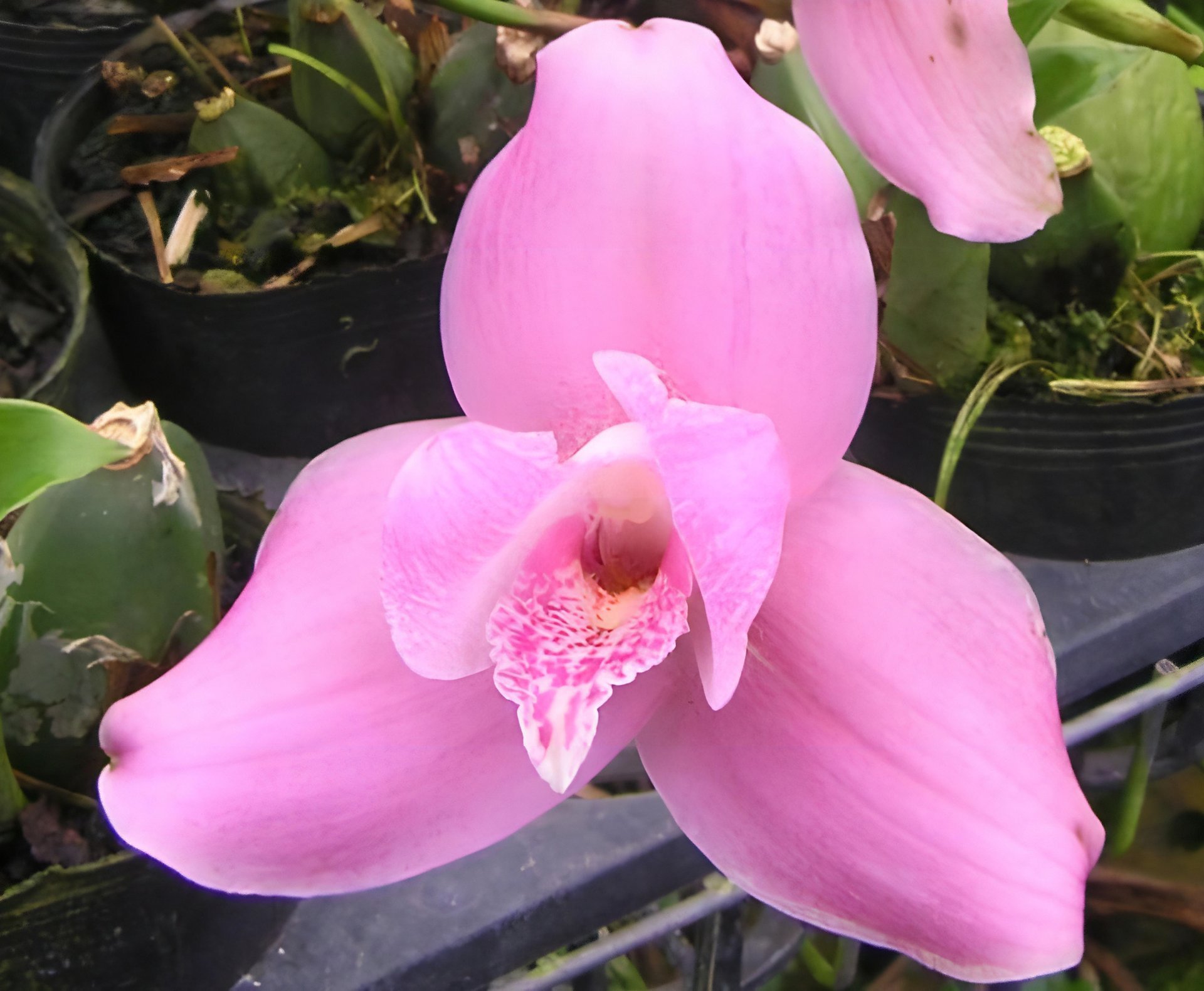 (Lyc.Gayser Gold x Shonan Harmony) x (Lyc. Shonsn Harmany x Lyc. Aubum) 2