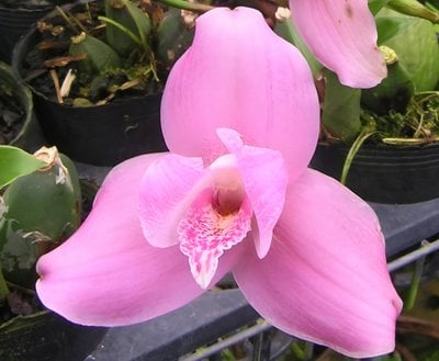 (Lyc.Gayser Gold x Shonan Harmony) x (Lyc. Shonsn Harmany x Lyc. Aubum)