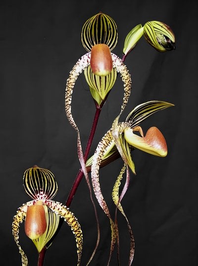 Paph.Prince Edward of York  x sib