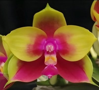 Phal Pylo's Novelty (Mituo King Bellina #1 X Brother Ambo Passion 'OK')