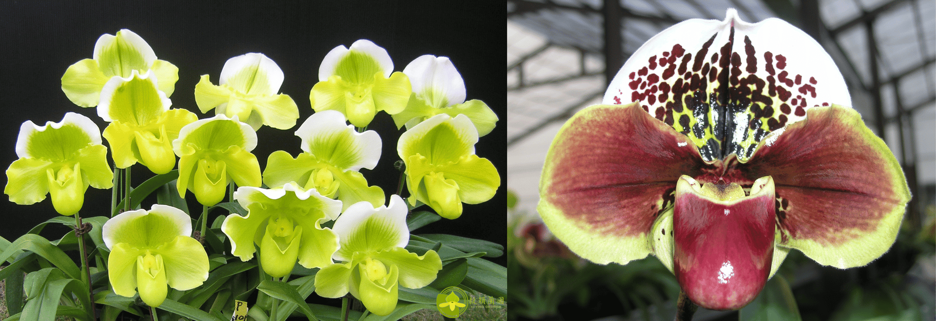Paph.Yi-Ying Golden Slipper x Paph.Yi-Ying Twinkling Stars 3