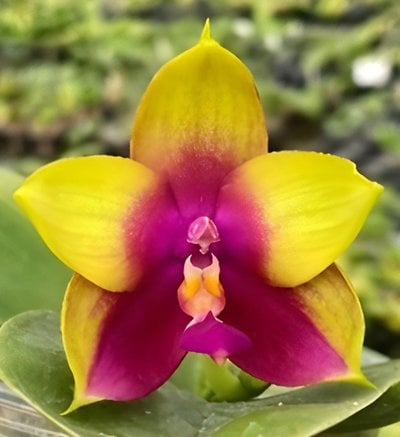 Phal.(Summer Dance Queen x Miro Be Queen)