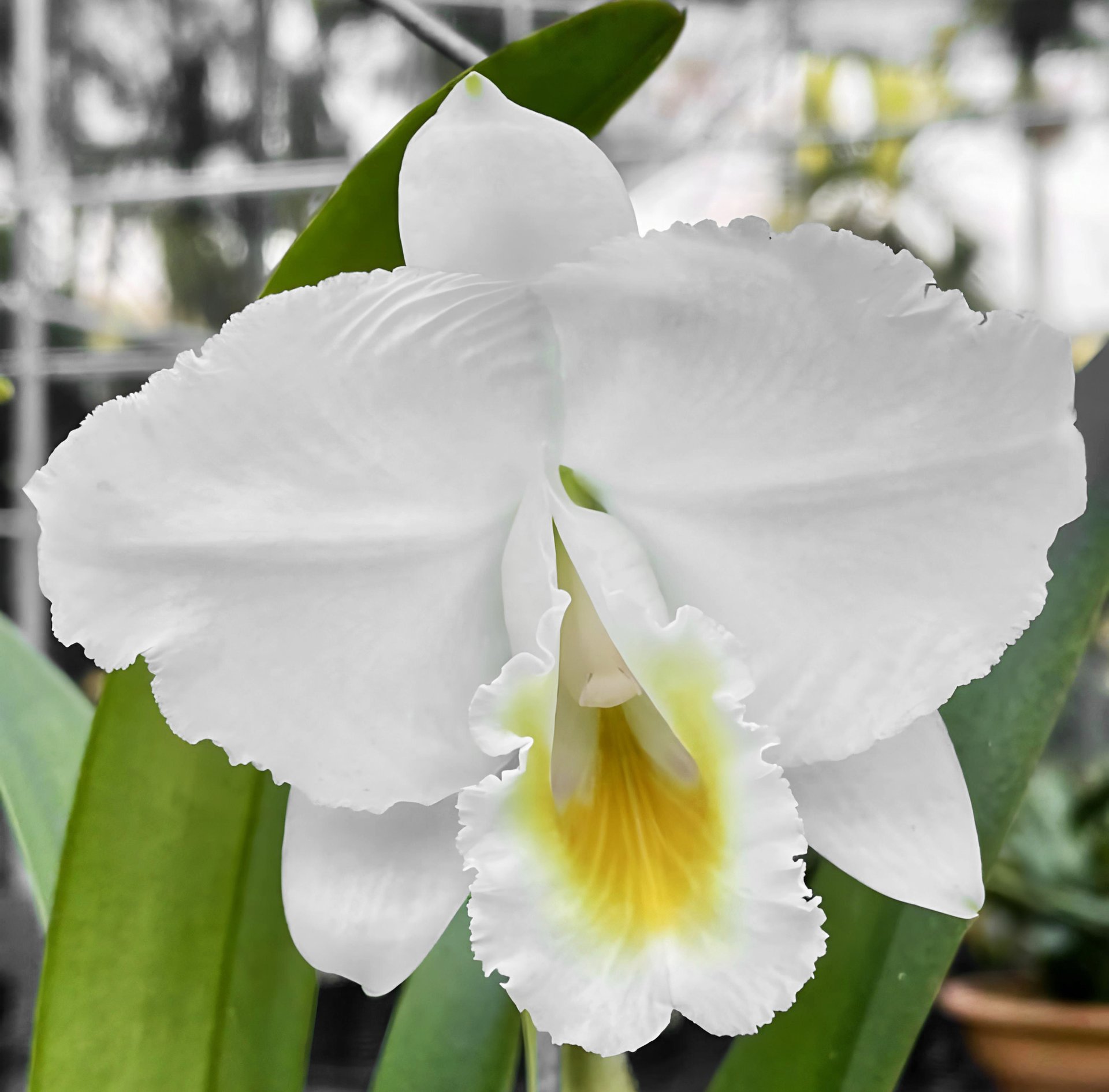 Cattleya quadricolor x sib (semi/alba x albescens)