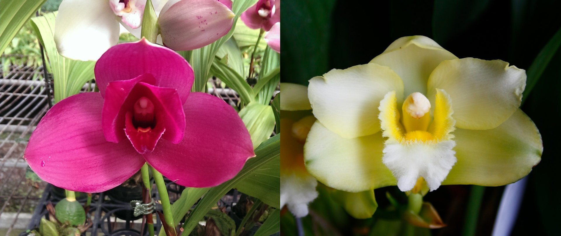 Lyc.Yi-Ying Sakura x Bifrenaria harrisoniae var. alba 3