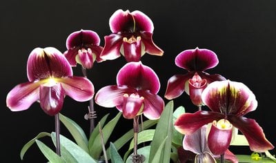 Paph.Yi-Ying Bouncing Flames