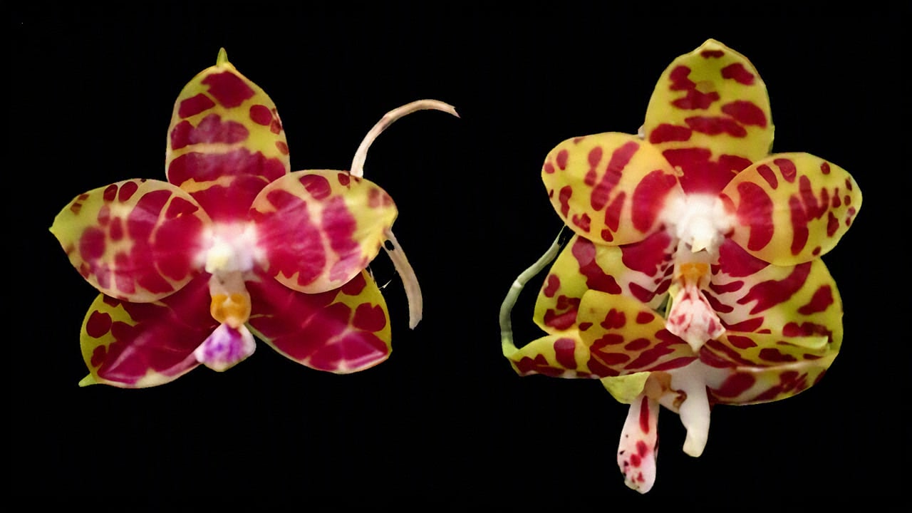 Phal. Zheng Min Hazel  x Phal. Zheng Min Yew 2