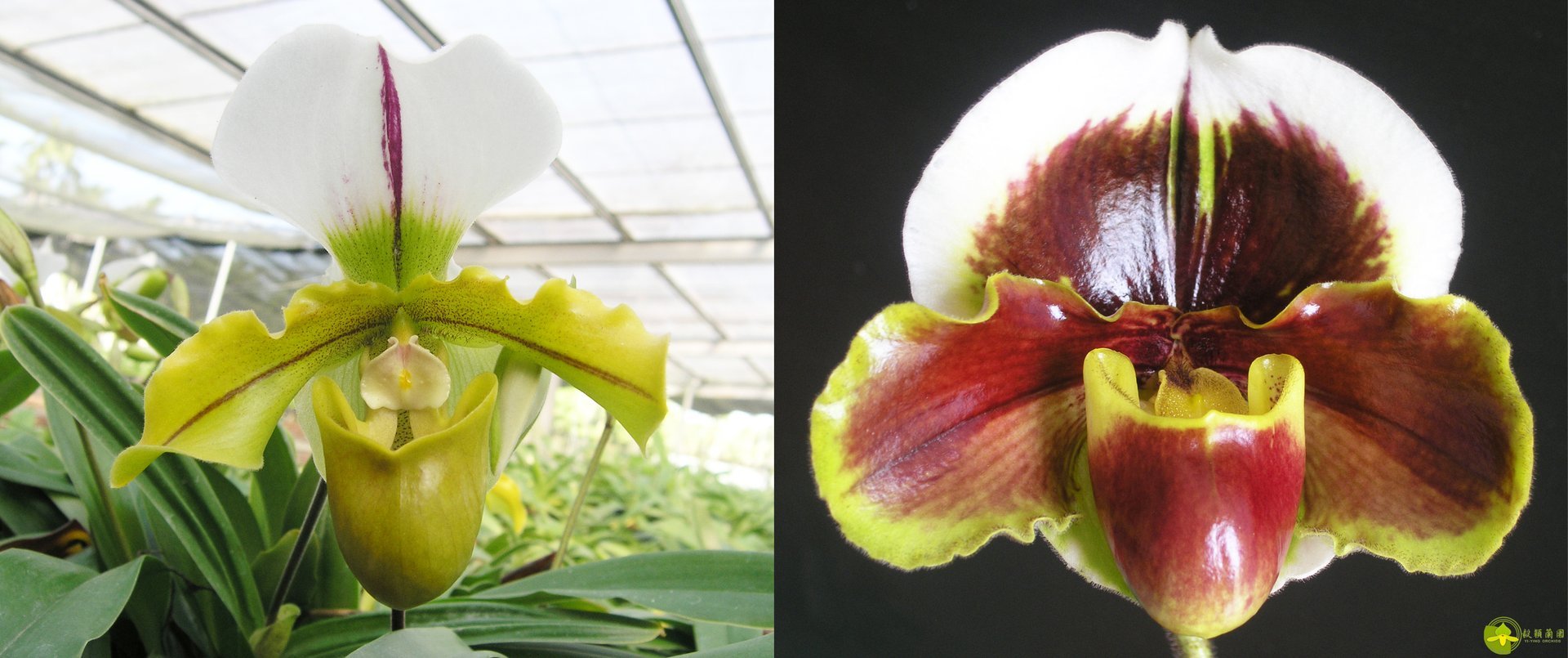 Paph.spicerianum'big x Paph.Yi-Ying Fire Fox 3