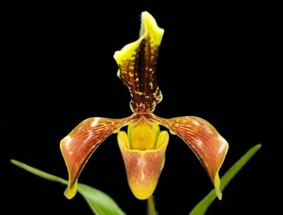 Paph. villosum var. boxallii