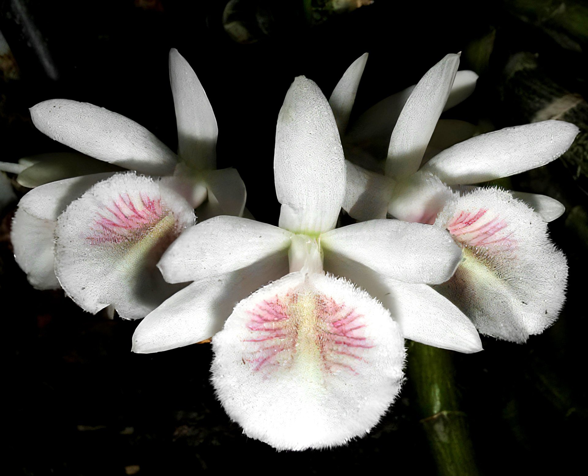 Den.cretaceum x sib